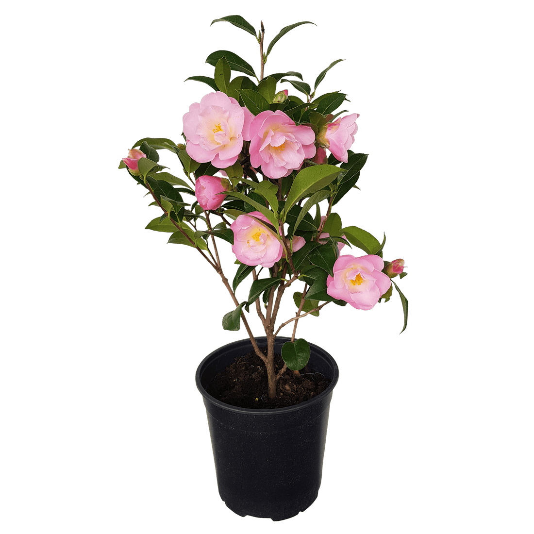 Camellia Nicky Crisp (Camellia japonica) - Ladybird Nursery