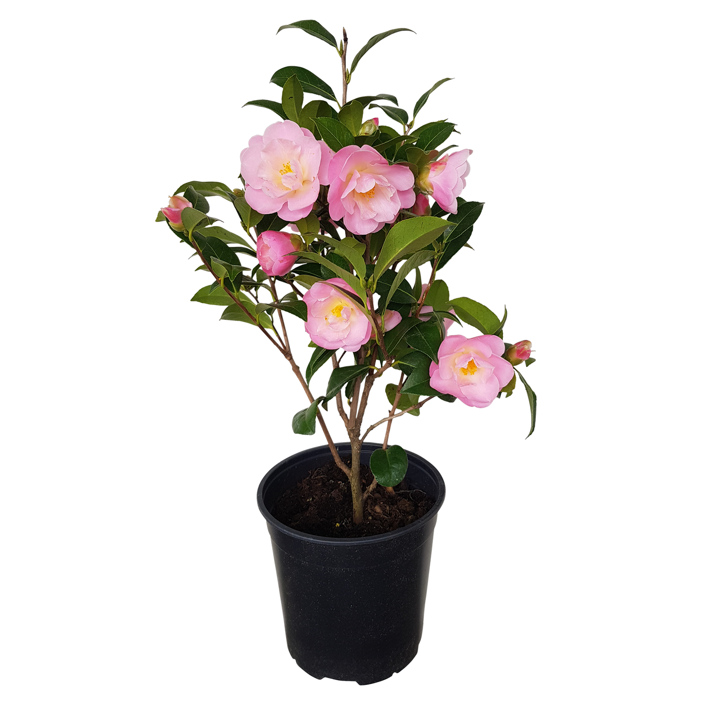 Camellia Nicky Crisp (Camellia japonica)