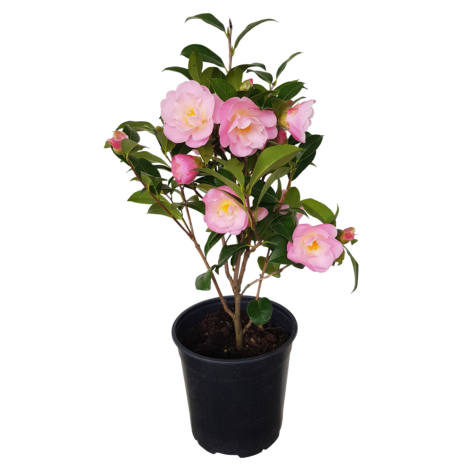 Camellia Nicky Crisp (Camellia japonica)
