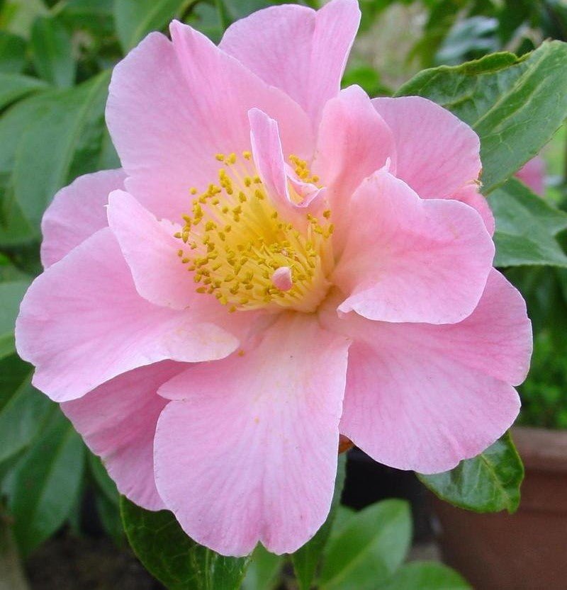 Camellia Tip Toe (Camellia) - Ladybird Nursery