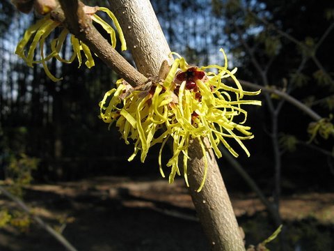 Witch Hazel intermedia Pallida Yellow (Hamamelis x) - Ladybird Nursery
