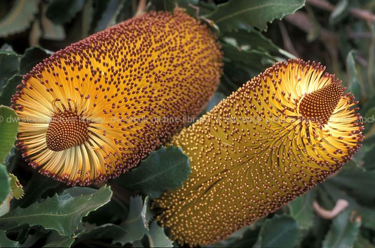 Southern Plains Banksia (Banksia media)