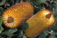 Southern Plains Banksia (Banksia media) - Ladybird Nursery