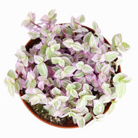 Turtle Vine Pink (Callisia repens) - Ladybird Nursery