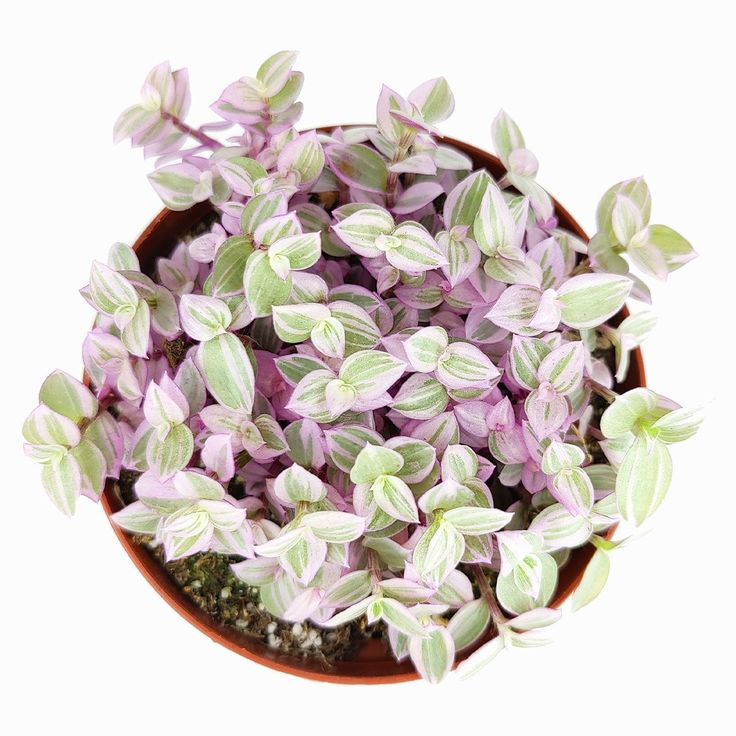Turtle Vine Pink (Callisia repens) - Ladybird Nursery