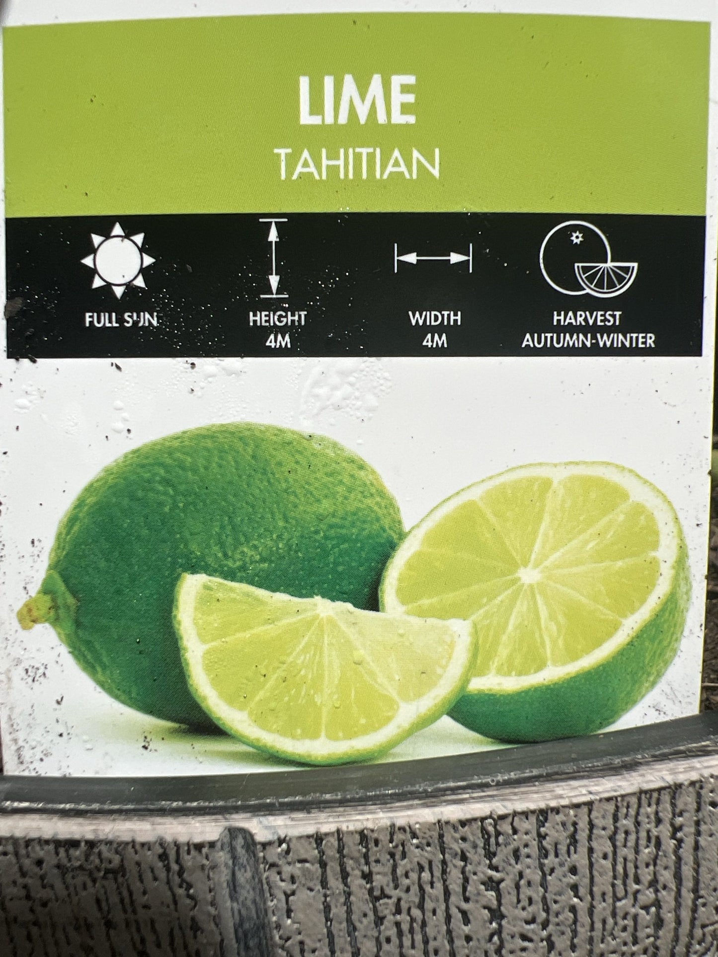 Lime 'Tahitian' 330mm Wine Barrel Pot (Pickup Only)