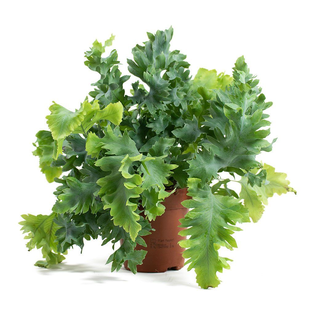 Blue Star Fern Davana (Phlebodium aureum)