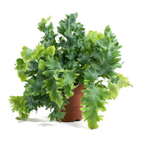 Blue Star Fern Davana (Phlebodium aureum)