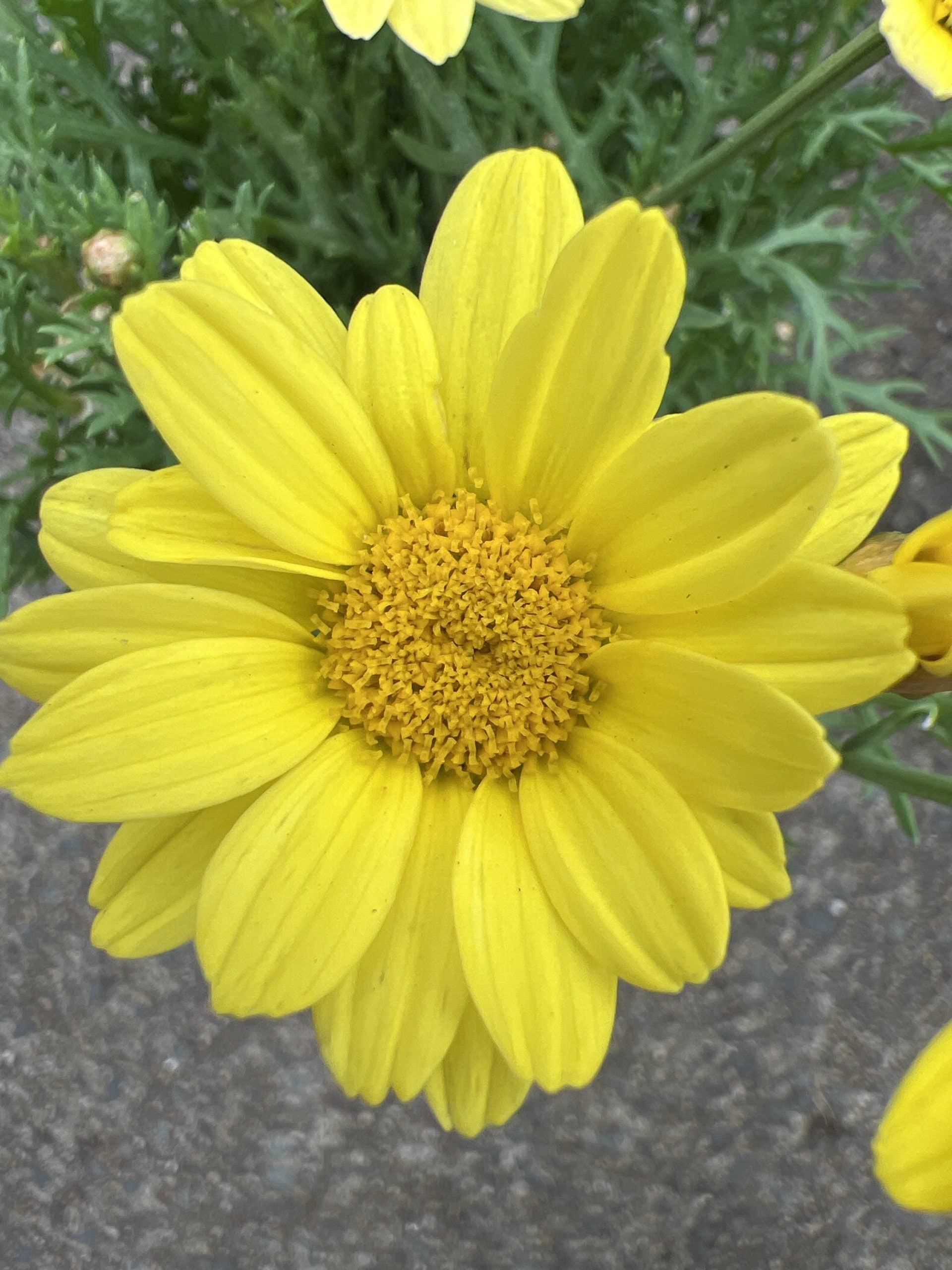 Daisy 'Sunshine Yellow' (Argyranthemum) 140mm