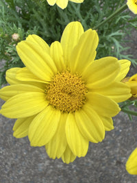 Daisy 'Sunshine Yellow' (Argyranthemum) 140mm