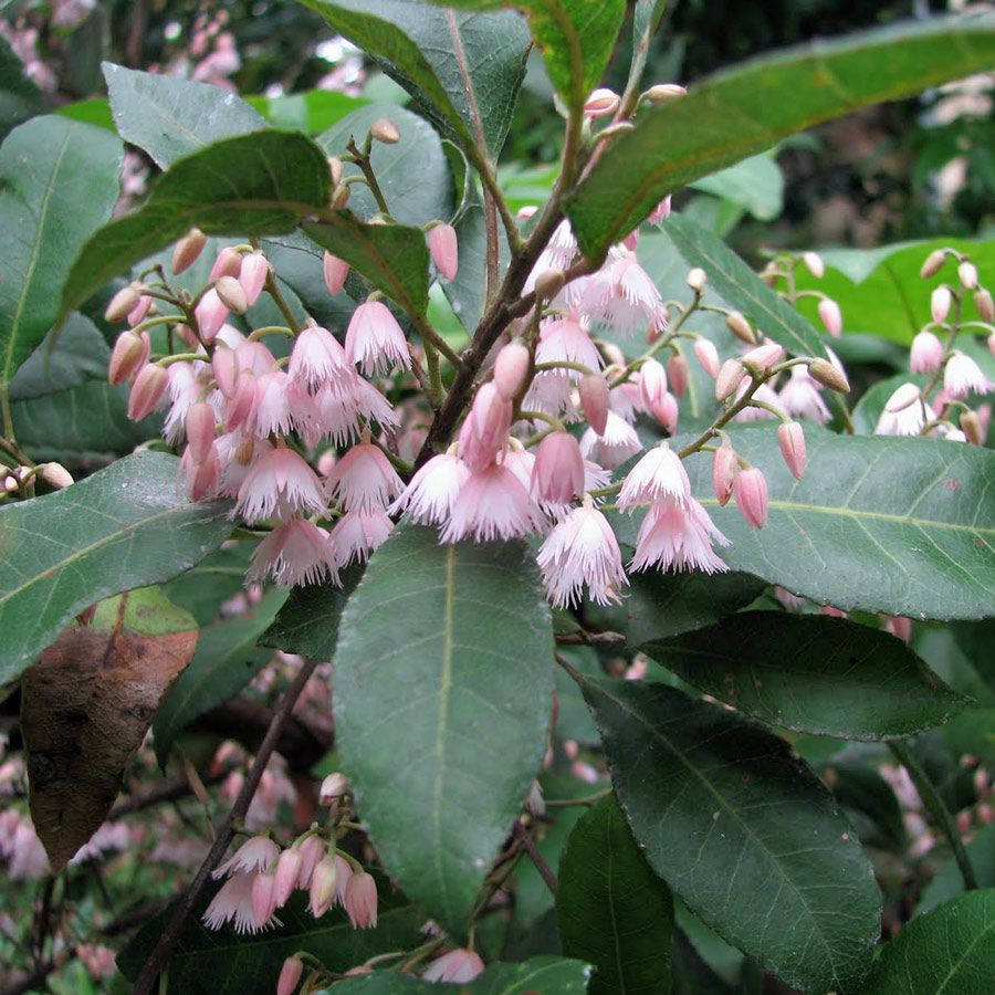 Blueberry Ash Tree (Elaeocarpus reticulatus)
