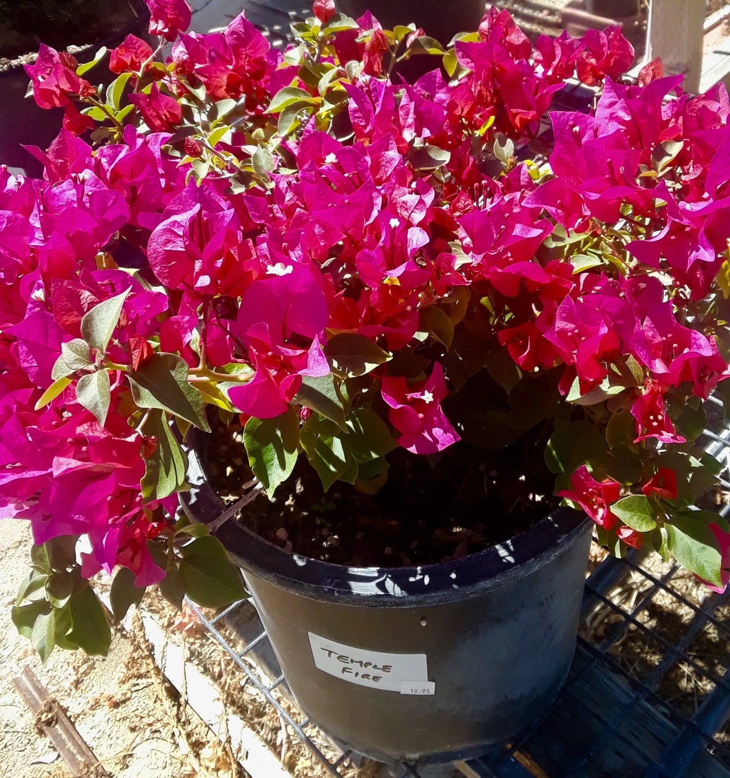 Bougainvillea Temple Fire (Bougainvillea glabra)