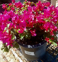 Bougainvillea Temple Fire (Bougainvillea glabra) - Ladybird Nursery