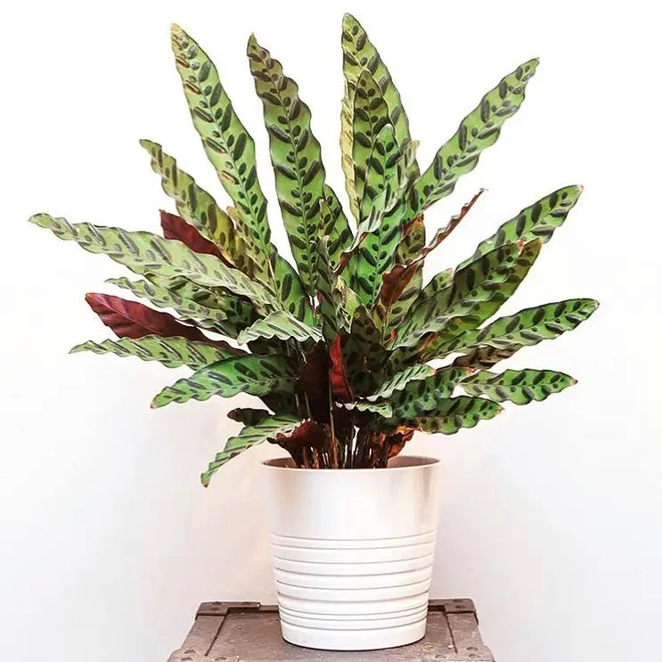 Prayer Plant Rattlesnake (Calathea lancifolia)