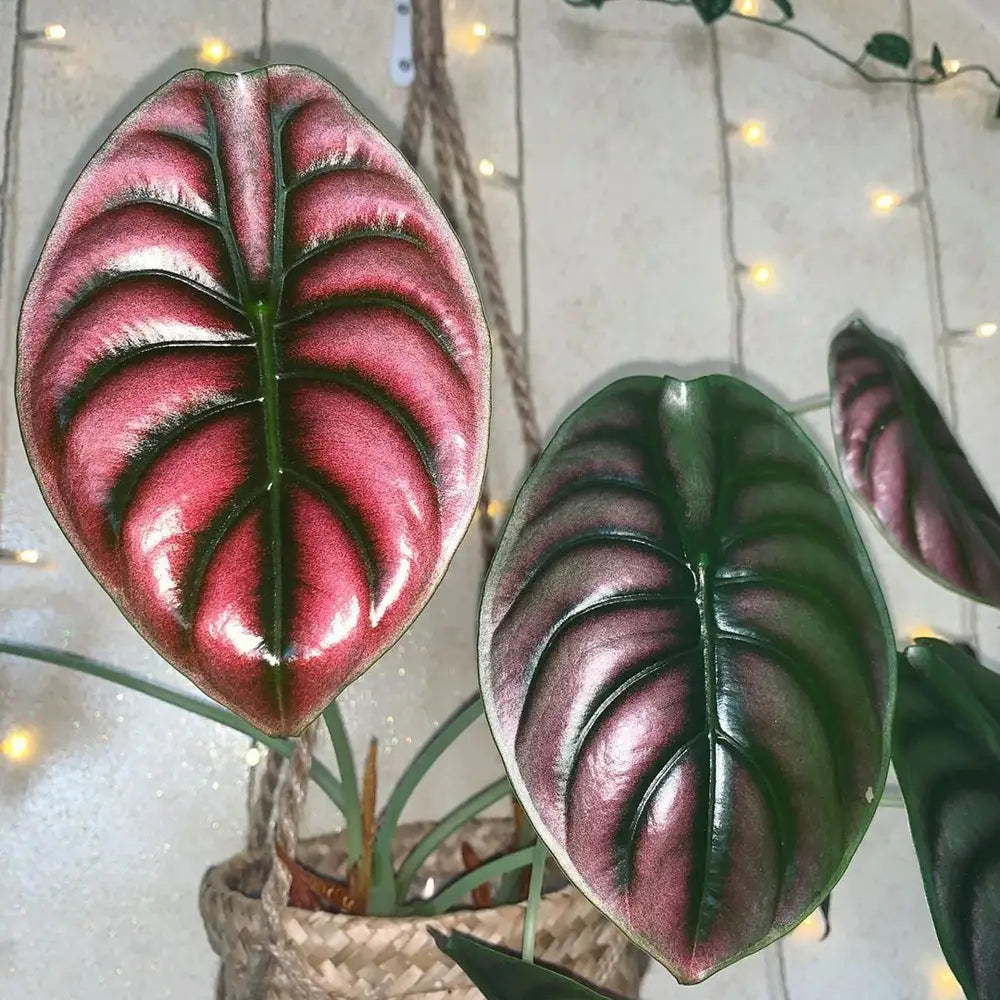 Red Secret Elephant Ear (Alocasia Red)