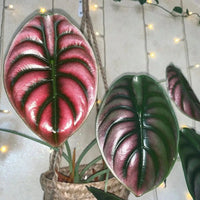 Red Secret Elephant Ear (Alocasia Red) - Ladybird Nursery