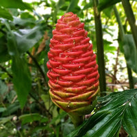 Shampoo Ginger Darcyi (Zingiber zerumbet) - Ladybird Nursery