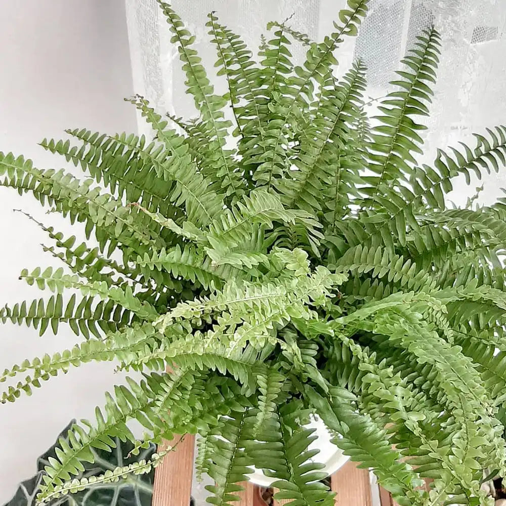 Boston Fern Assorted (Nephrolepis spp.)
