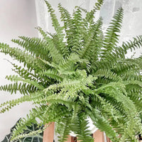 Boston Fern Assorted (Nephrolepis spp.) - Ladybird Nursery