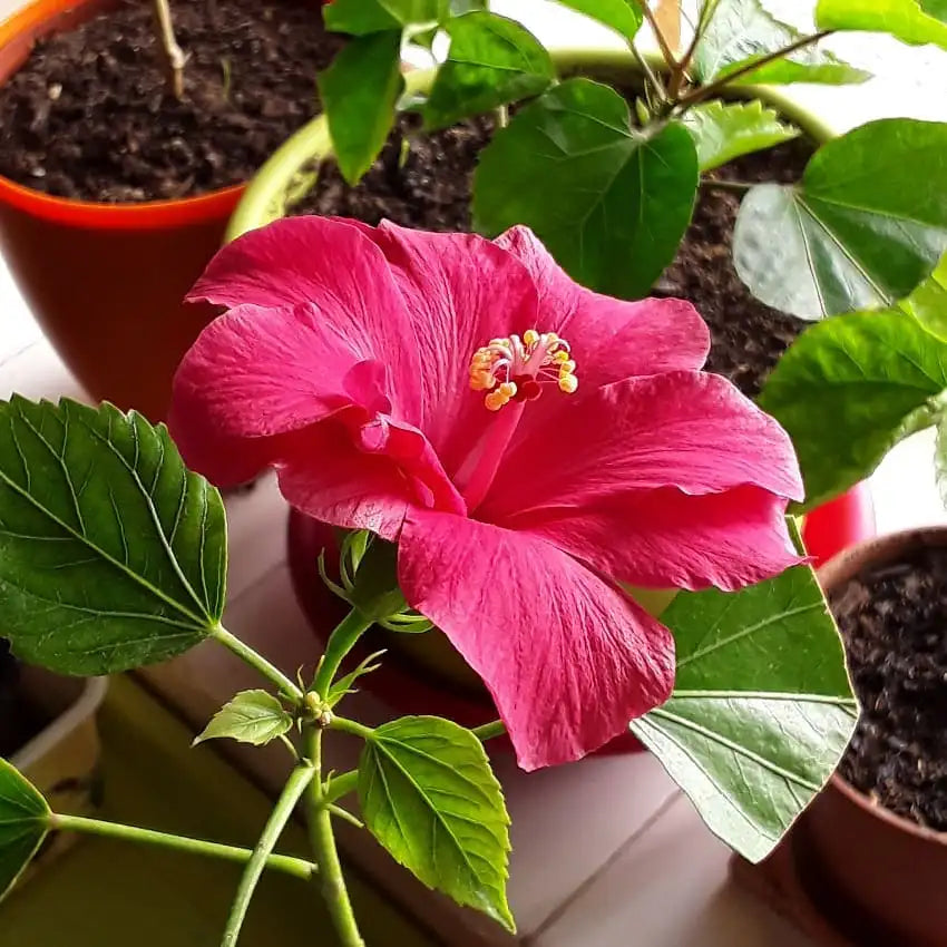 Chinese Hibiscus Fantasy Jam Drop (Hibiscus rosa-sinensis)