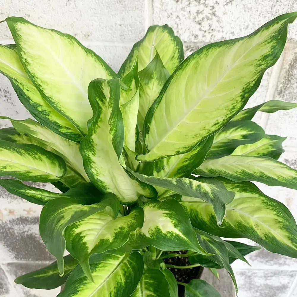 Dieffenbachia Camille