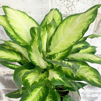 Dieffenbachia 'Camille' - Ladybird Nursery