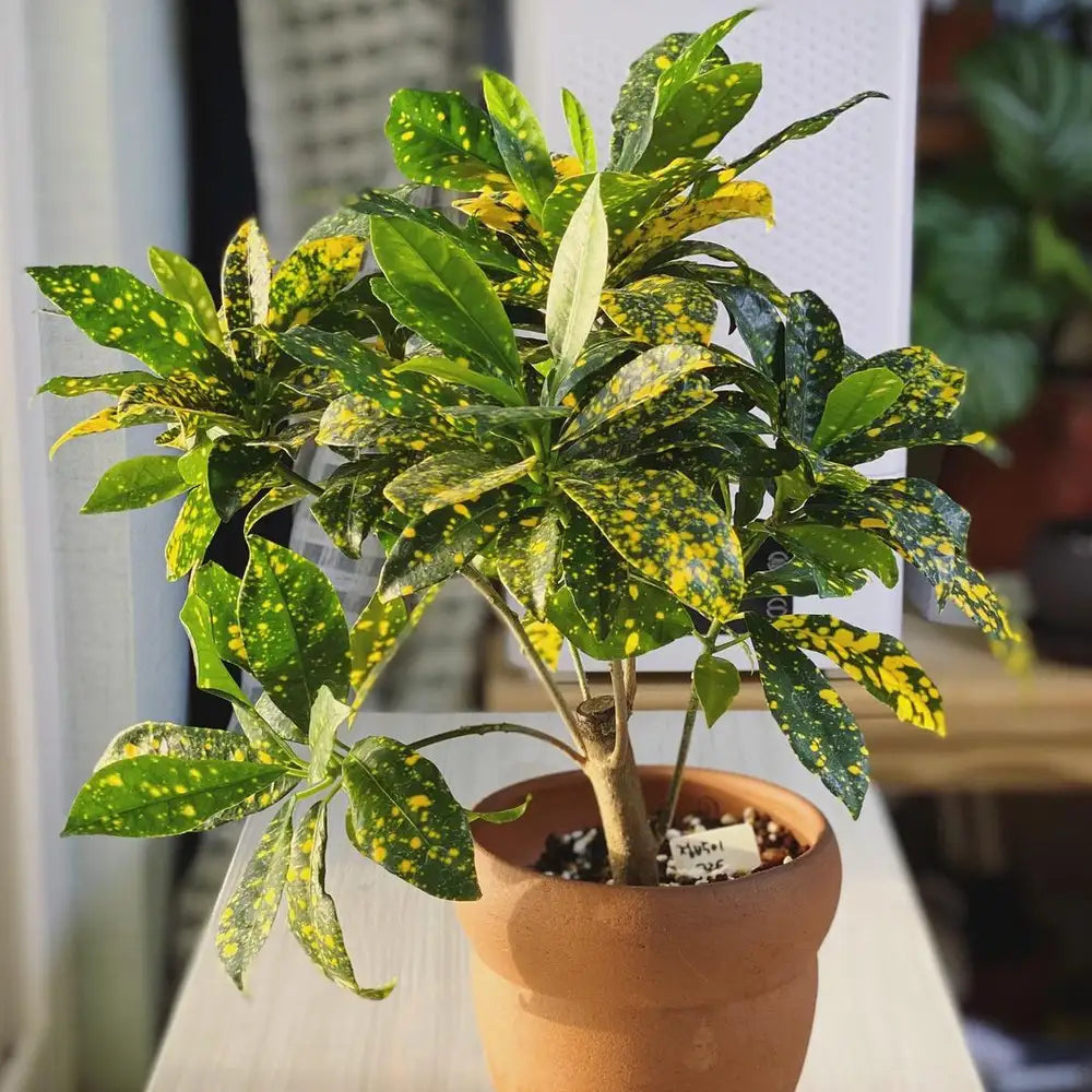 Croton Gold Dust (Codiaeum variegatum)