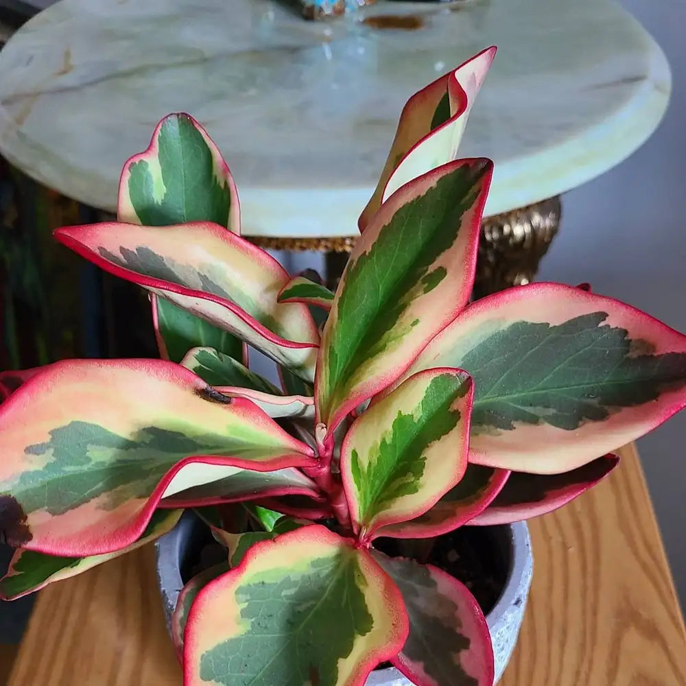 Peperomia Red Edge Jelly (Peperomia clusiifolia)