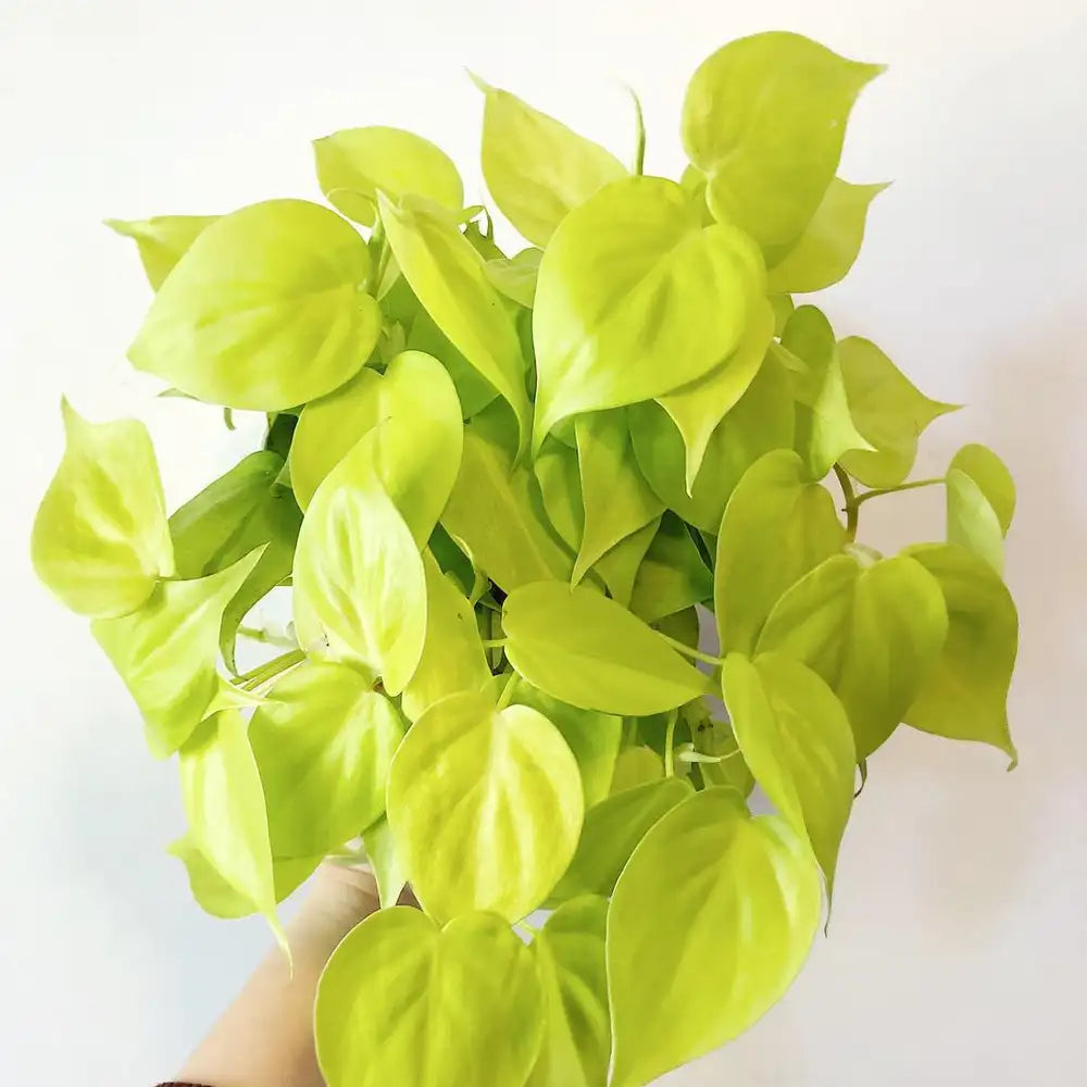 Philodendron Lemon Lime (Philodendron hederaceum)