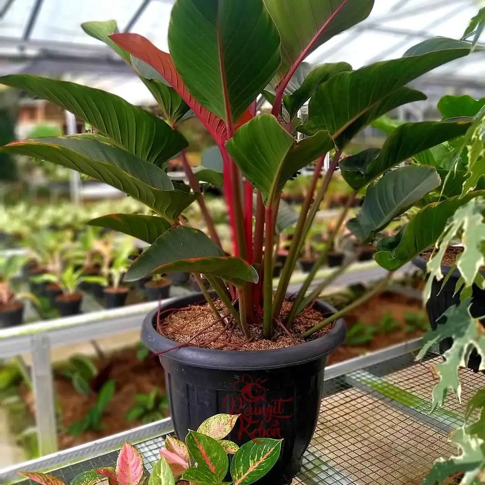 Philodendron Congo