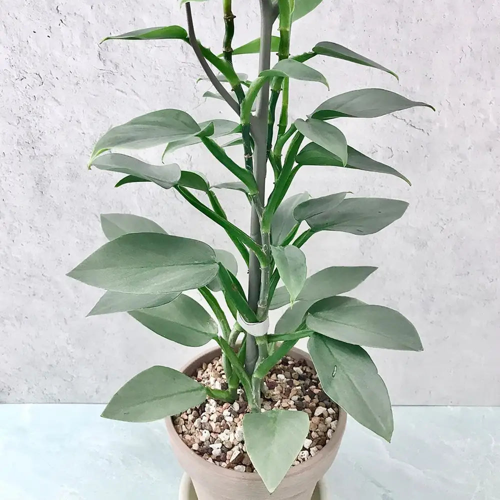 Philodendron Silver Sword (Philodendron hastatum)