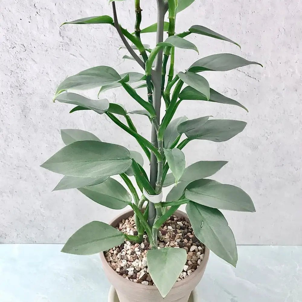 Philodendron Silver Sword (Philodendron hastatum) - Ladybird Nursery