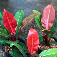 Philodendron Imperial Red
