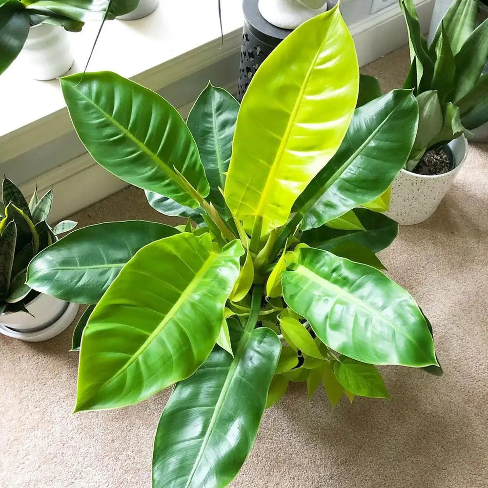 Philodendron Moonlight - Ladybird Nursery