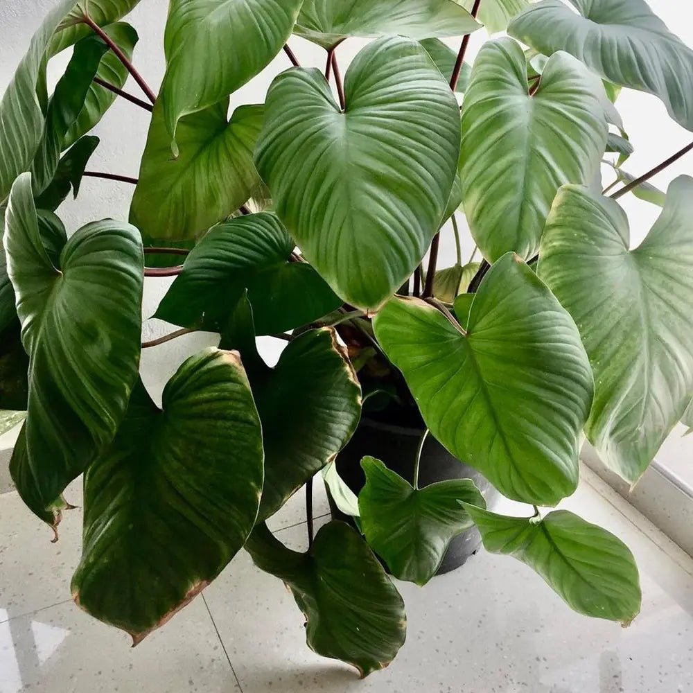 Homalomena Maggi - Ladybird Nursery