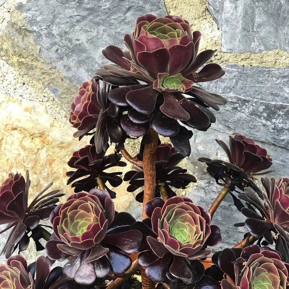 Tree Aeonium (Aeonium Assorted)