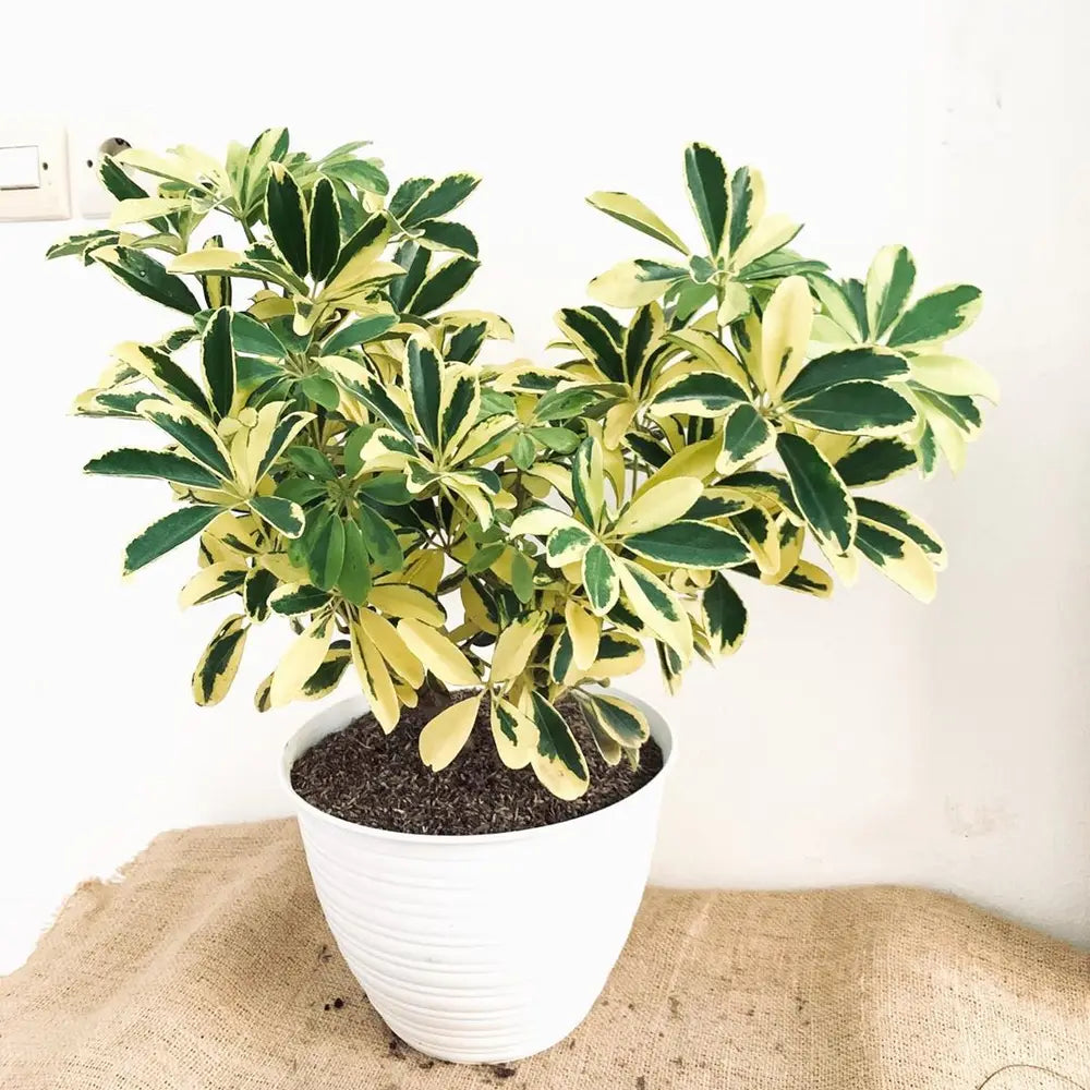 Variegated Umbrella Tree variegata (Schefflera spp.)