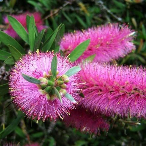 Bottlebrush Lavender Showers (Callistemon)