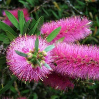 Bottlebrush Lavender Showers (Callistemon)