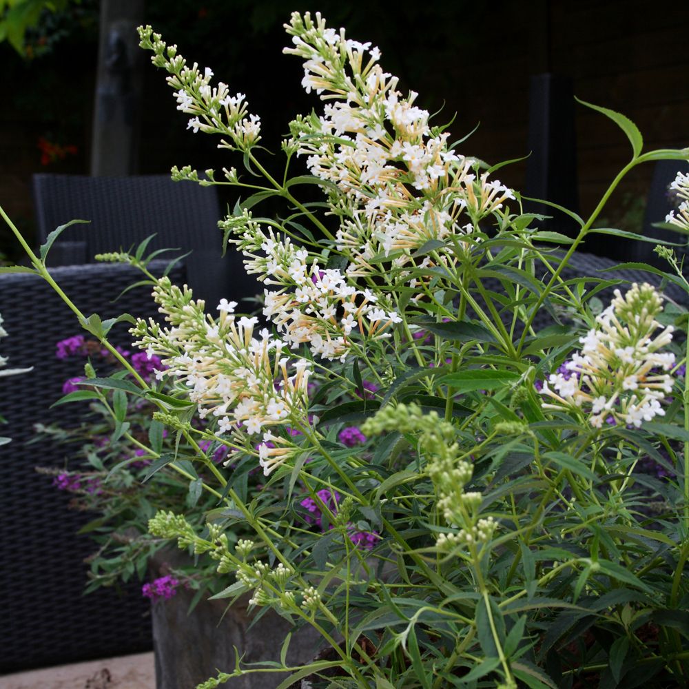 Butterfly Bush Snow White (Buddleja davidii)