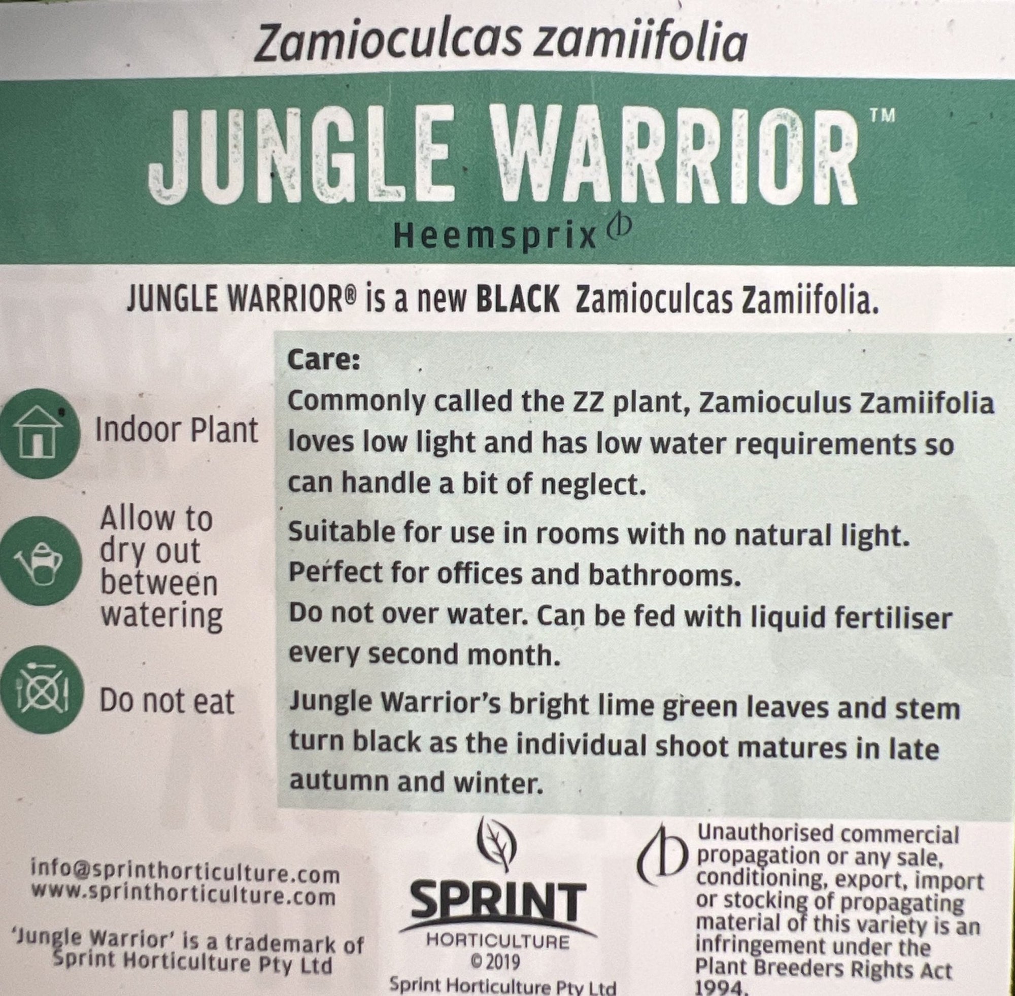 Jungle Warrior Black Zanzibar Gem - Ladybird Nursery