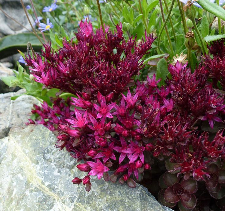 Stonecrop Voodoo (Sedum spurium)