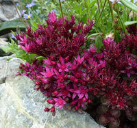 Stonecrop Voodoo (Sedum spurium)