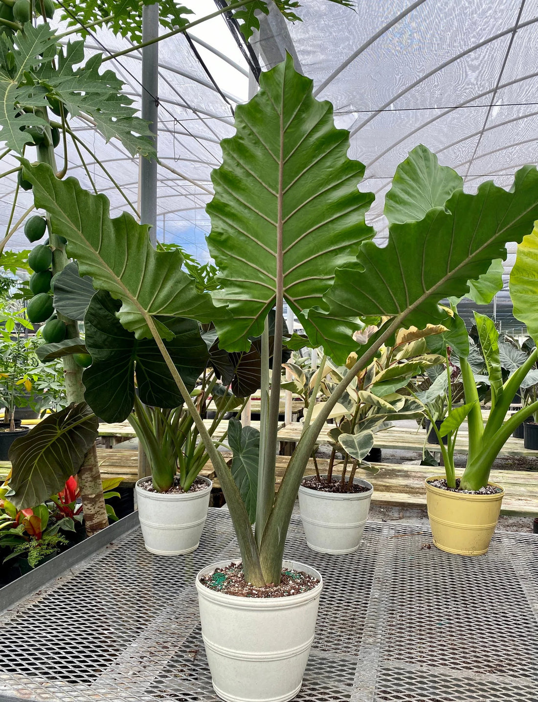 Portadora Elephant Ear (Alocasia Portadora) - Ladybird Nursery