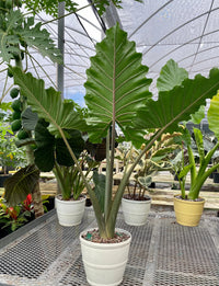 Portadora Elephant Ear (Alocasia Portadora)