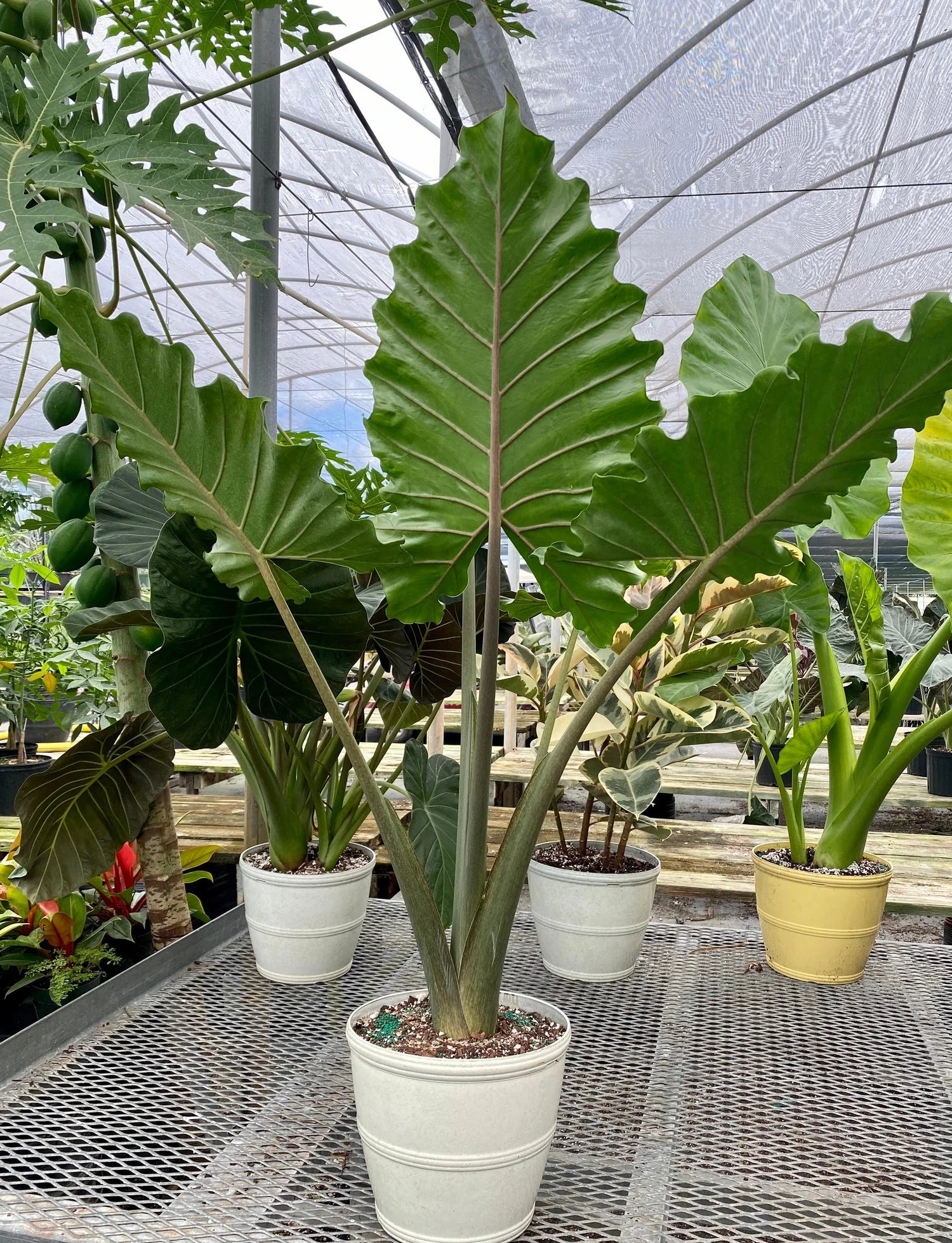 Portadora Elephant Ear (Alocasia Portadora) - Ladybird Nursery