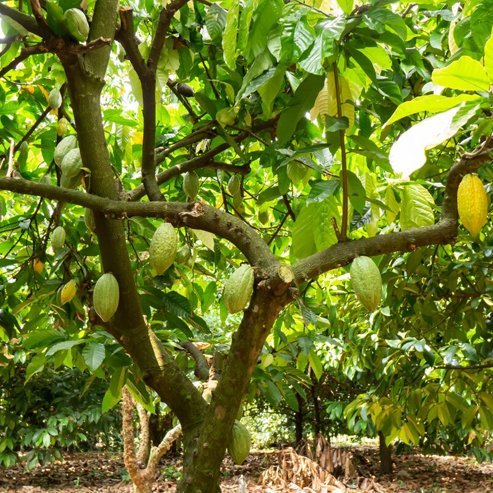 Cacao 'SG2' - Ladybird Nursery