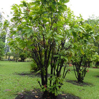 Cacao 'Theobroma'