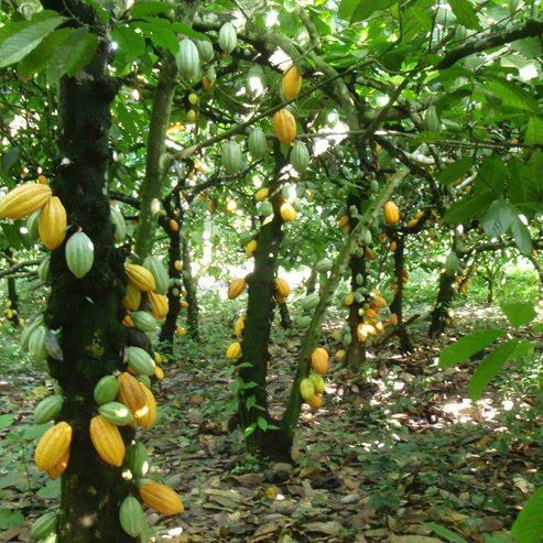 Cacao 'Theobroma'