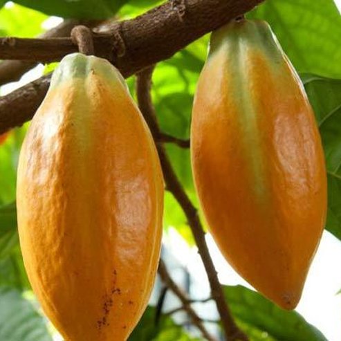 Cacao 'Theobroma' - Ladybird Nursery